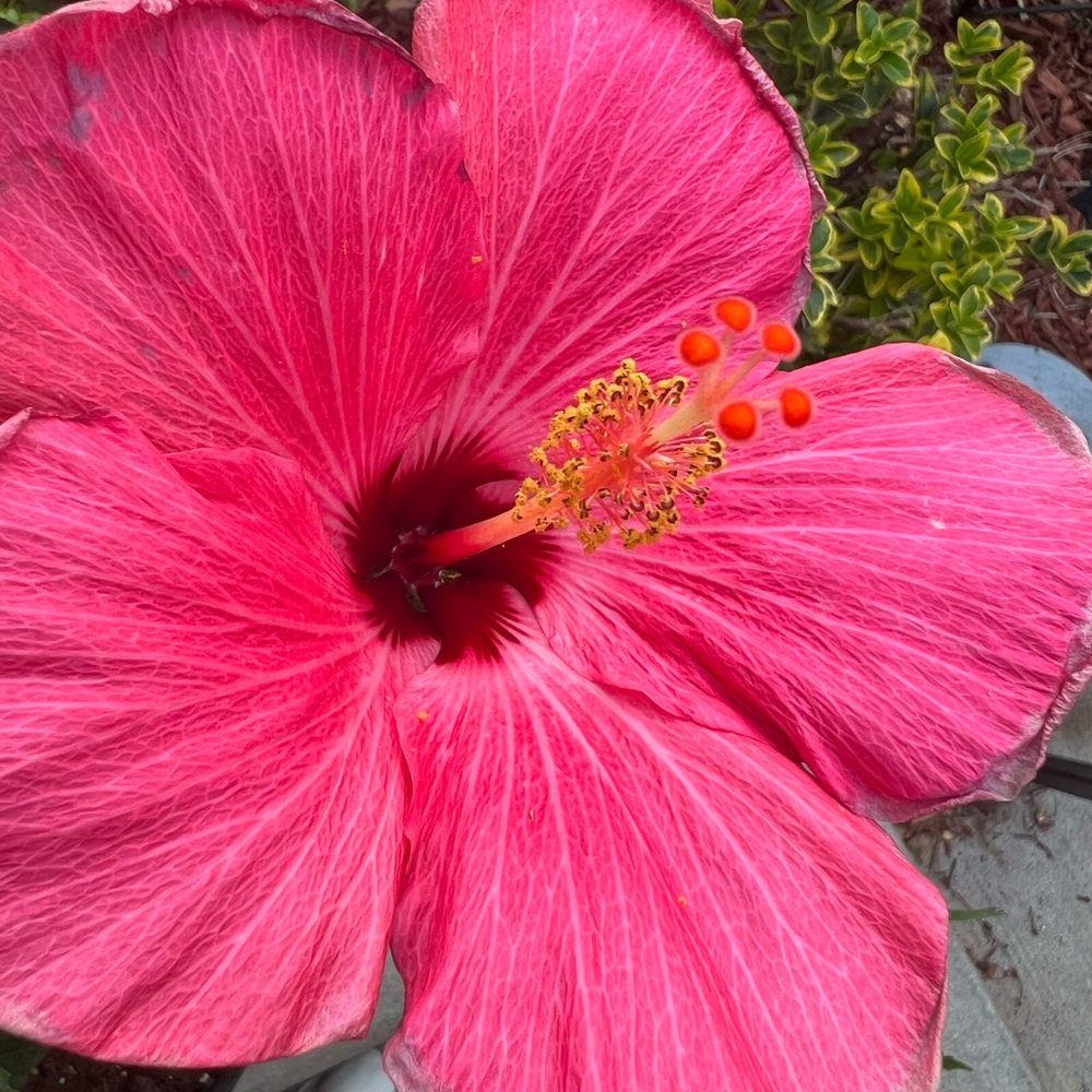 πΊ πΈπ§‘ Aloha π€π» - Picture 9 of 15